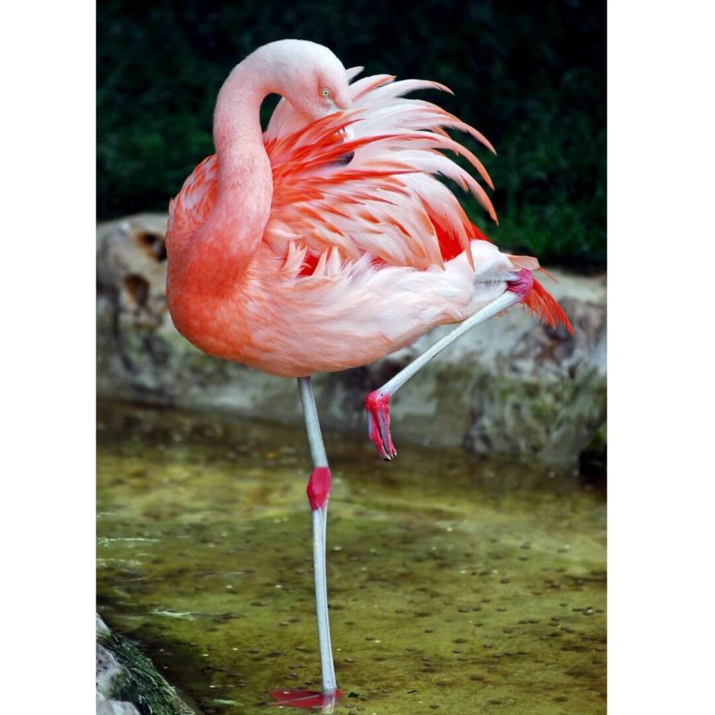 Flamingo Balance Test Study